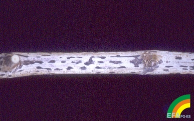 Botrytis cinerea (Podredumbre gris) - Forma invernante (sclerocios) de Botrytis cinerea.jpg
